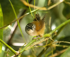 Pheugopedius genibarbis