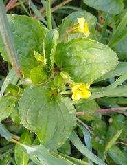 Erythranthe glabrata