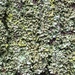 Powdery-margined Cryptic Shade Lichen - Photo (c) Samuel Brinker, some rights reserved (CC BY-NC), uploaded by Samuel Brinker