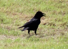 Corvus corone
