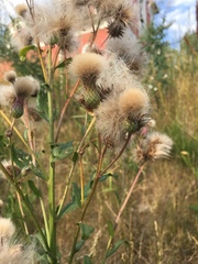 Cirsium arvense