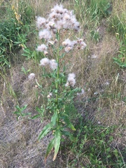 Cirsium arvense