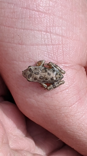 iNaturalist observation photo of Pacific chorus frog