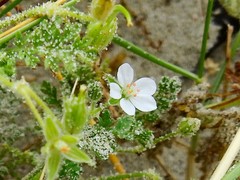 Erodium lebelii