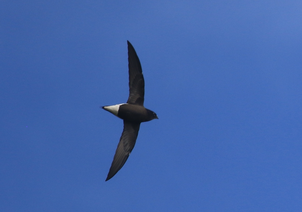 Brown-backed Needletail photo