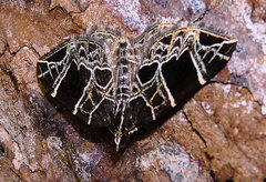 Gandaritis atricolorata