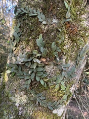 Acianthera recurva