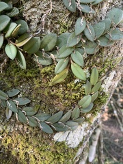 Acianthera recurva