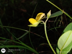 Crotalaria schiedeana
