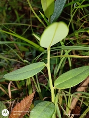 Crotalaria schiedeana