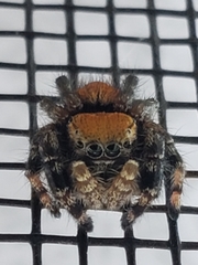 Phidippus apacheanus