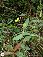 Crotalaria schiedeana