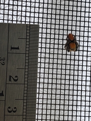 Phidippus apacheanus