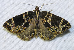 Gandaritis atricolorata