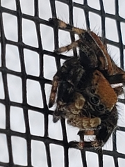 Phidippus apacheanus