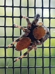 Phidippus apacheanus