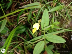 Crotalaria schiedeana