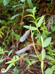 Crotalaria schiedeana