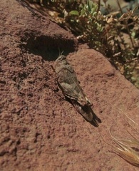 Leprus