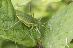 Callicrania ramburii