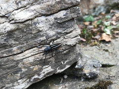 Dorcadion fuliginator