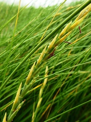 Elymus farctus