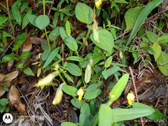 Crotalaria schiedeana