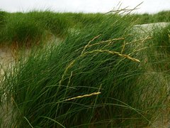 Elymus farctus