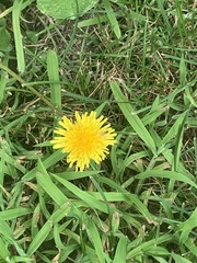 Taraxacum officinale