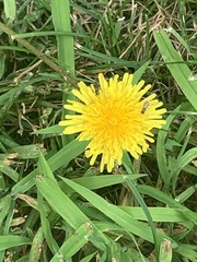 Taraxacum officinale