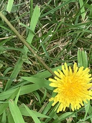 Taraxacum officinale