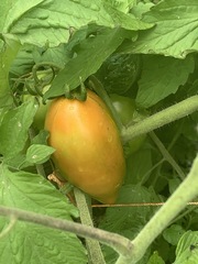 Solanum lycopersicum