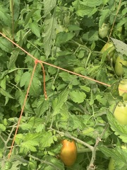 Solanum lycopersicum