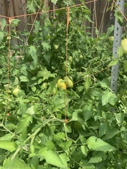 Solanum lycopersicum