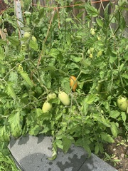 Solanum lycopersicum