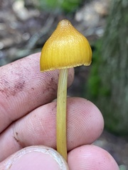 Entoloma luteum