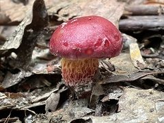 Exsudoporus