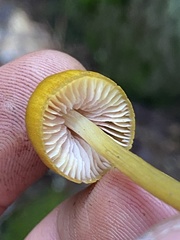 Entoloma luteum