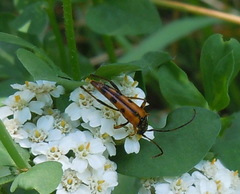 Stenurella septempunctata