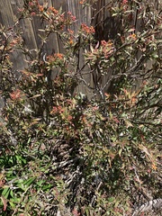 Angiospermae