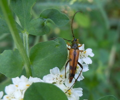 Stenurella septempunctata