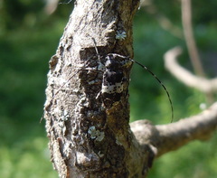 Leiopus punctulatus