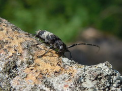 Leiopus punctulatus