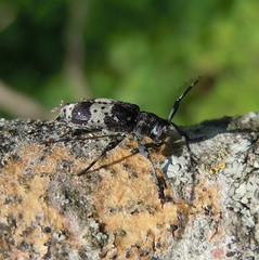 Leiopus punctulatus