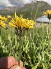 Crepis pyrenaica