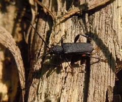 Ropalopus macropus
