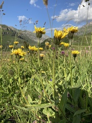 Crepis pyrenaica