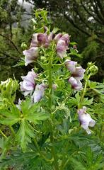 Aconitum geniculatum