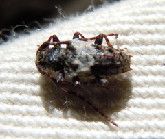 Pogonocherus hispidulus