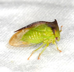 Stictocephala stimulea